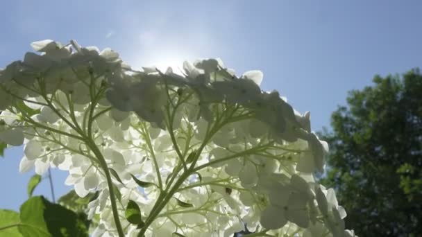 Beyaz ortanca çiçeği, aşağıdan mavi gökyüzü ve güneşin arka planına bakıyor. — Stok video