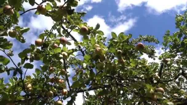 Ζουμερά ώριμα μήλα κρέμονται σε κλαδιά μήλου στο φόντο ενός καλοκαιρινού μπλε ουρανού με άσπρα σύννεφα — Αρχείο Βίντεο