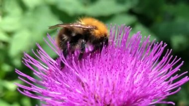 Bir yaban arısı, yaban arısı, Bombus cinsinde alçak gönüllü arı, Apidae cinsinin bir kısmı Carduus 'ta oturur, gerçek devedikeni, tüysüz devedikeni. Vahşi Yaşam 'da Makro görünüm böceği