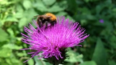 Bir yaban arısı, yaban arısı, Bombus cinsinde alçak gönüllü arı, Apidae cinsinin bir kısmı Carduus 'ta oturur, gerçek devedikeni, tüysüz devedikeni. Vahşi Yaşam 'da Makro görünüm böceği