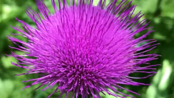 Carduus je rod kvetoucích rostlin z čeledi Asteraceae a kmene Cynareae — Stock video