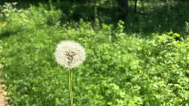 Fluffig vit blåsboll sveps bort i de starka sommarvindarna. Okänd person gör en önskan och blåser bort den sköra maskros blommar upp i luften. — Stockvideo