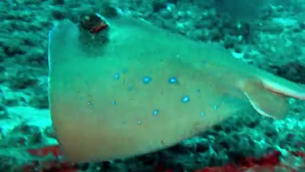 바다의 바닥, 발리에 산호초 사이 수영 블루 라트 — 비디오