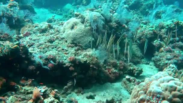 Razorfish, Centriscus scutatus je štíhlá ryba o délce 15 cm. Tento pobřežní druh obývá bahnitý nebo bahnitý písek vedle mořských trav nebo korálů. Plave téměř svisle.. — Stock video