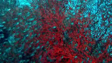 Neon tetra Jumbo Paracheirodon innesi,