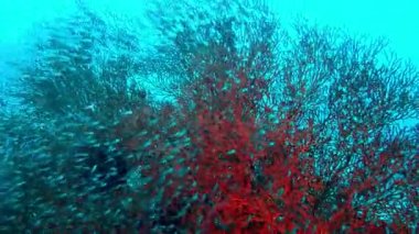 Neon tetra Jumbo Paracheirodon innesi,