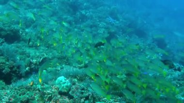 Blue-line Snappers Okulu Lutjanus Kasmira, Blue Water 'a karşı. Kayalık deniz tabanında yüzen geniş bir mavi yüzgeçli balık sürüsünün yanından geçiyoruz.