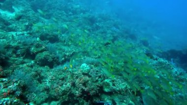 Blue-line Snappers Okulu Lutjanus Kasmira, Blue Water 'a karşı. Kayalık deniz tabanında yüzen geniş bir mavi yüzgeçli balık sürüsünün yanından geçiyoruz.