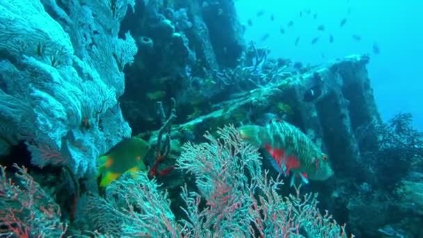 Tropisches Korallenriff unter Wasser. Tropische Unterwasserfische. Farbenprächtiges tropisches Korallenriff. Szenenriff. Meereslebewesen Meereswelt. Unterwasser-Fischriffe marinen. Bunte tropische Unterwasserlandschaft — Stockvideo