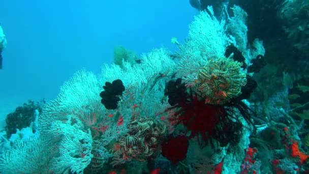 Coloridos arrecifes de coral tropical de un hermoso submarino coloridos peces y coral en Talung isla sitio de buceo — Vídeo de stock