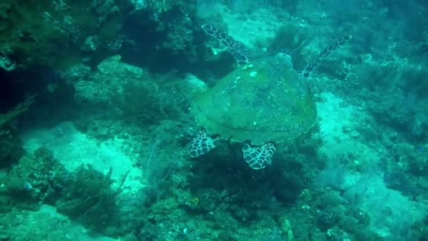 Морская черепаха медленно плавает под водой с солнечными лучами и лучами океана пейзажи голубой воды Chelonia mydas — стоковое видео