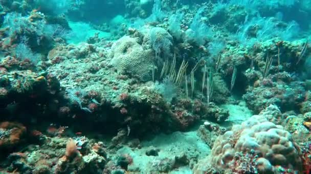 Razorfish, Centriscus scutatus es un pez delgado que alcanza una longitud de 15 cm. Esta especie costera habita barro o arena limosa junto a pastos marinos o corales. Nada casi verticalmente.. — Vídeo de stock