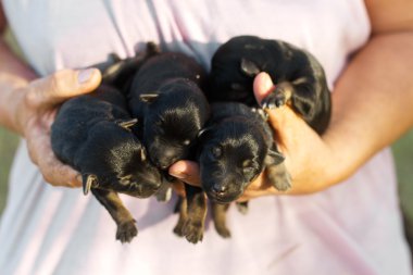 Yeni doğan yavru yerli