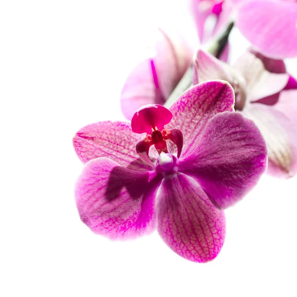 Flor de orquídea rosa — Fotografia de Stock