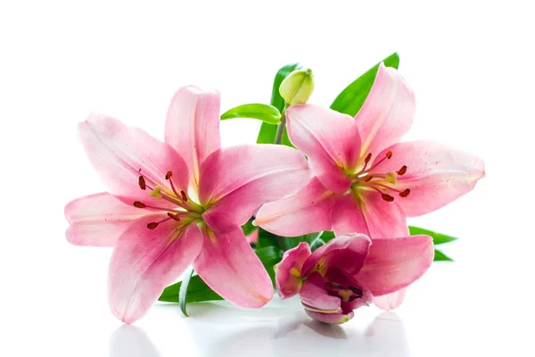 Lindas flores lírio rosa — Fotografia de Stock