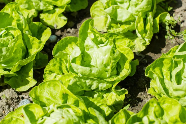 Organic green salad — Stock Photo, Image