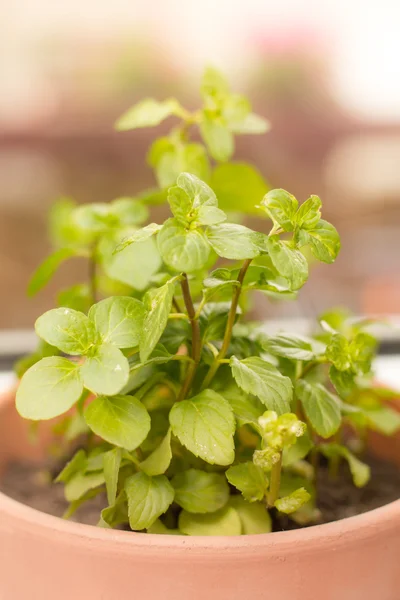 Fresh green mint herb — Stock Photo, Image