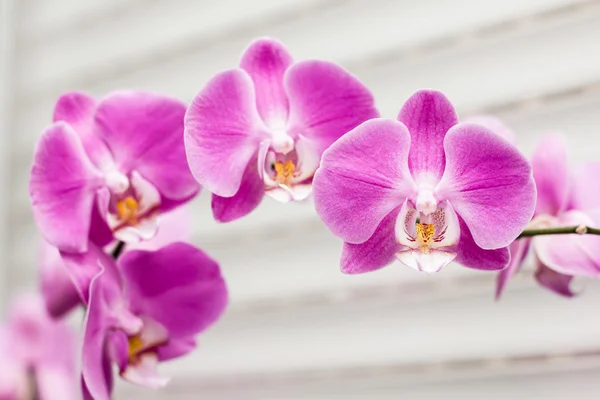 Flor de orquídea violeta — Fotografia de Stock