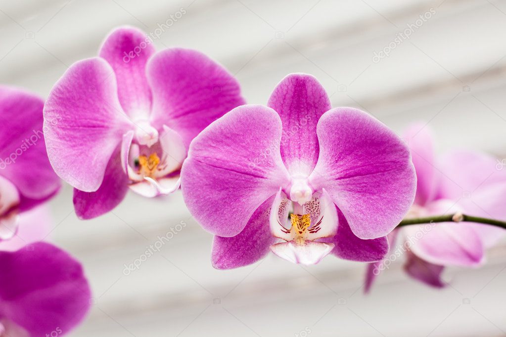 Violet orchid flower Violet orchid flower — Stock Photo