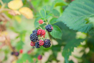 Eko bahçesinde organik böğürtlen meyvesi.