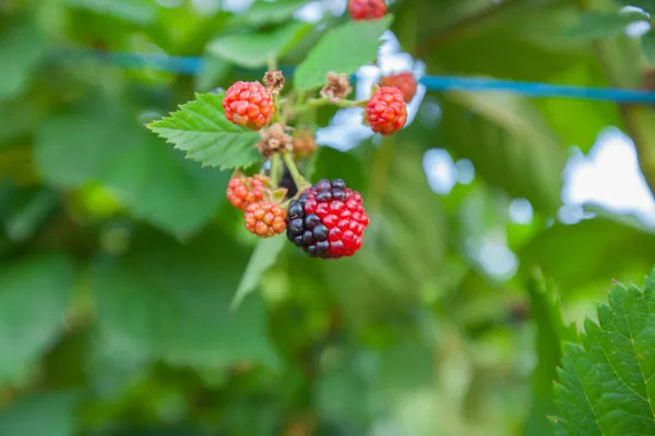 Organic blackberry fruit in eco garden.