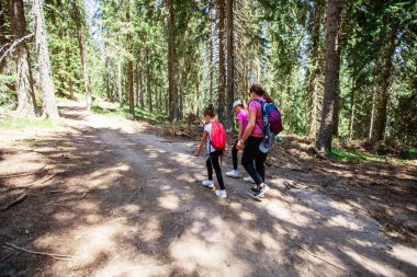 Yaz günü ormanda aile yürüyüşü. Doğadaki macera.