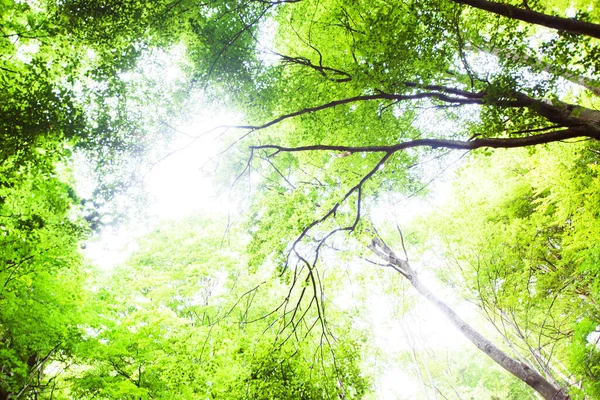 Vue Sur Les Branches Vertes Forêt Estivale — Photo