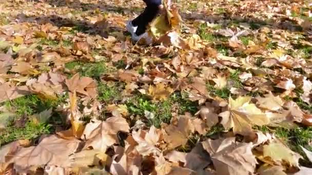 Szczęśliwa Dziewczynka Zabawa Jesiennym Parku Słoneczny Dzień Wesołe Dziecko Naturze — Wideo stockowe