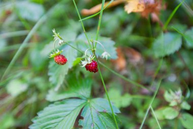 Ormanda olgunlaşmış Kızıl Çilek bitkileri. 