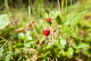 Ormanda olgunlaşmış Kızıl Çilek bitkileri. 