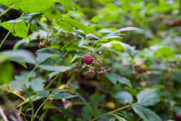 Ripe Red Wild Raspberry Bushes Het Bos Close Zicht — Stockfoto
