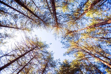 Pine trees forest, looking up, low angle, autumn season, daylight.