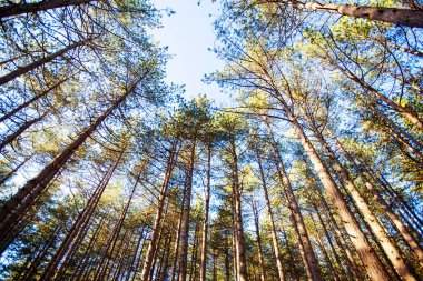Pine trees forest, looking up, low angle, autumn season, daylight.