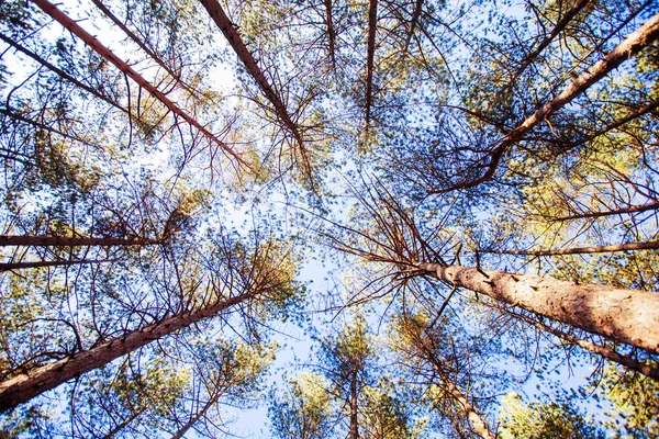 Pine Trees Forest Looking Low Angle Autumn Season Daylight — Stock Fotó