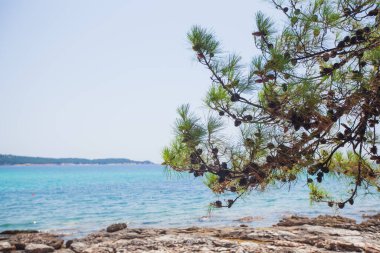 Deniz manzarası, deniz suyunun turkuaz rengi, çam ağaçlarının arasından bakmak. Kıyı şeridi. Yaz doğa manzarası. Yaz tatili.