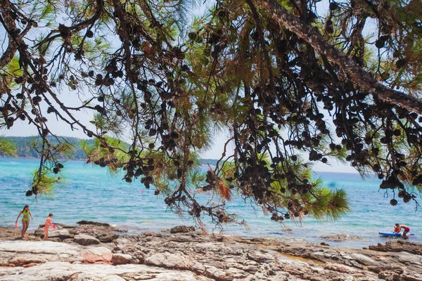 View Amazing Seascape Turquoise Color Seawater Looking Pine Trees Branches — Foto de Stock