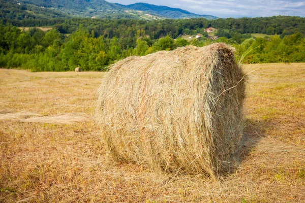 Landschaft Sommer Ackerland Naturlandschaft Goldener Runder Heuballen Auf Landwirtschaftlichen Weideflächen — Stockfoto