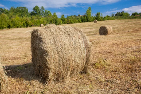 Landschaft Sommer Ackerland Naturlandschaft Goldener Runder Heuballen Auf Landwirtschaftlichen Weideflächen — Stockfoto