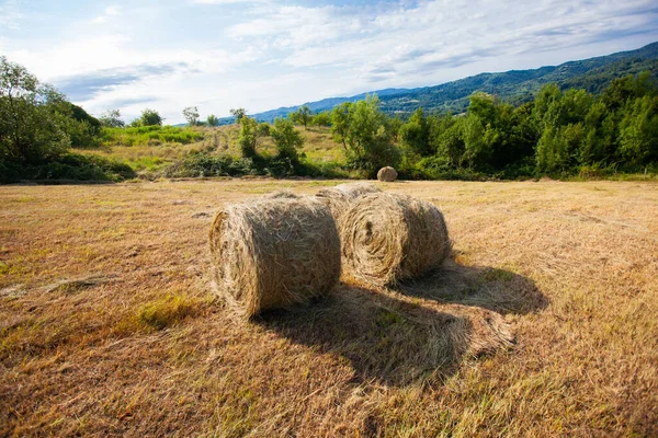 Vidéki Nyár Termőföld Természet Táj Arany Kerek Szénabála Mezőgazdasági Gazdaság — Stock Fotó