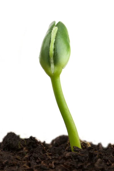 Soy plant — Stock Photo, Image