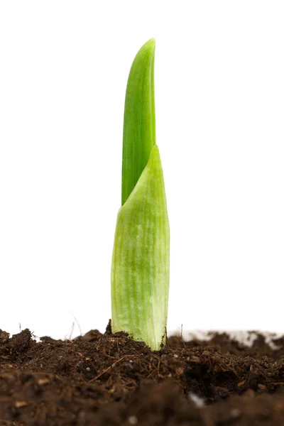 Garlic plant — Stock Photo, Image