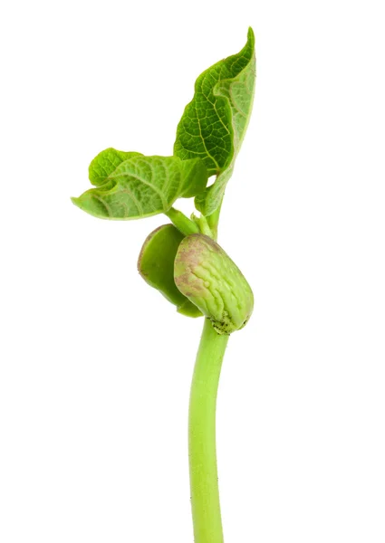 Groddplanta bönor — Stockfoto