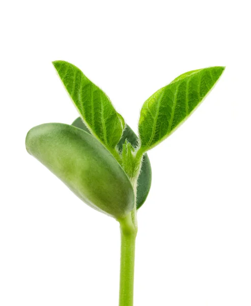 Soy plant — Stock Photo, Image