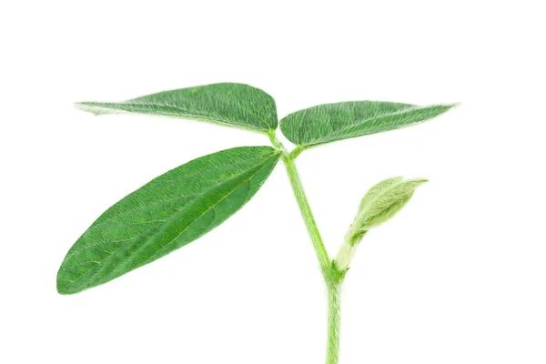 Φυτό σόγιας — Φωτογραφία Αρχείου