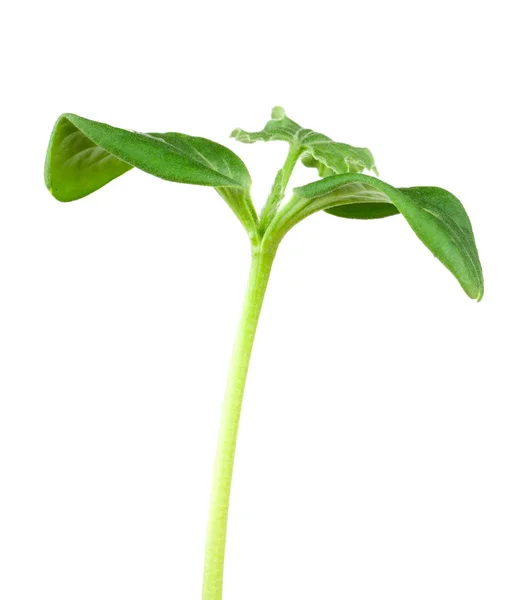 Wassermelonen säen — Stockfoto