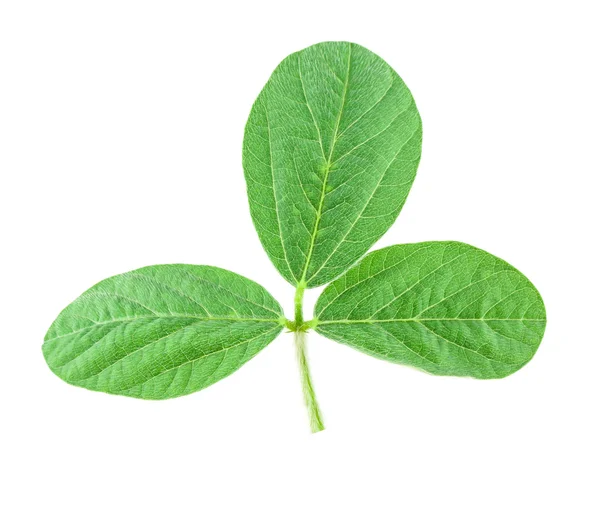 Soy leaf — Stock Photo, Image