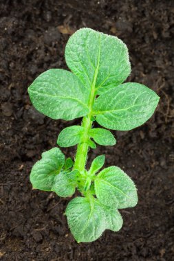 patates bitkiaardappel plant