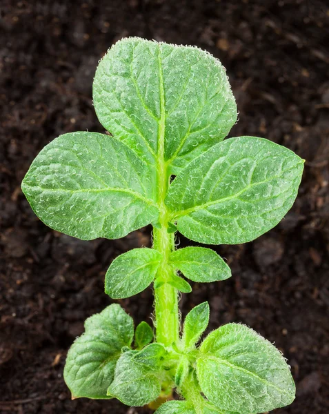 Planta de batata — Fotografia de Stock