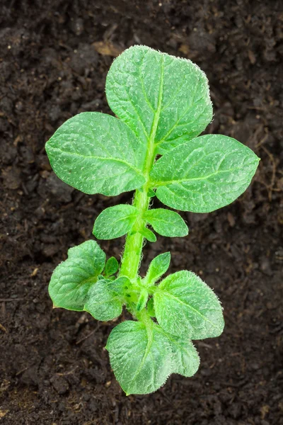 Potatis växt — Stockfoto