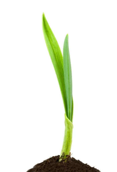 Garlic plant — Stock Photo, Image